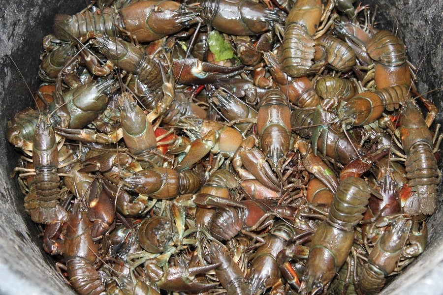 Полное ведро раков.