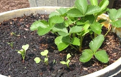 рассада клубники в домашних условиях