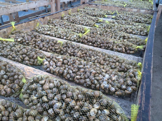 как разводить виноградных улиток