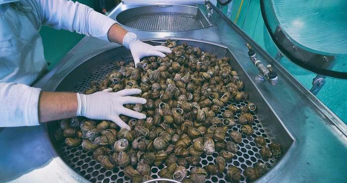 улитка ахатина