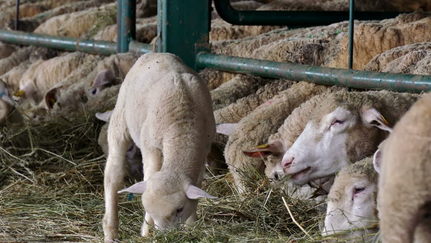 , породы овец