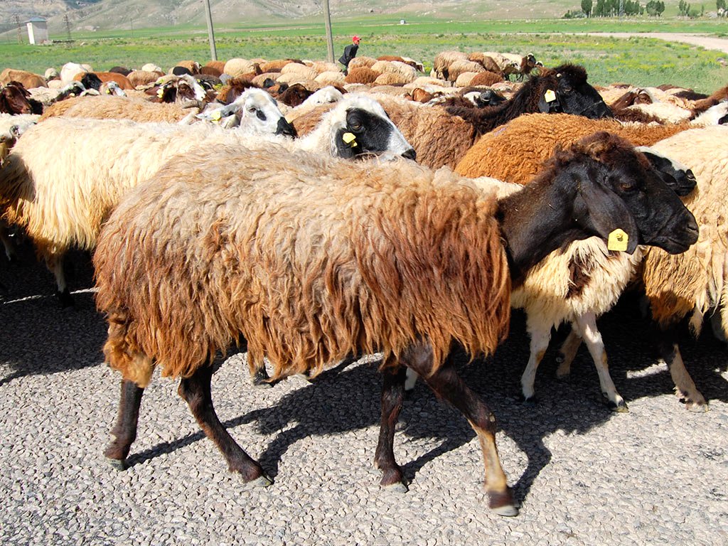 стрижка овец