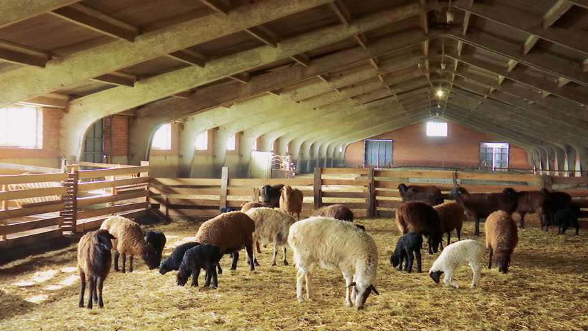 выращивание овец на мясо