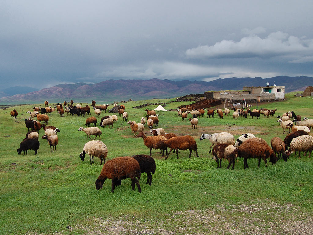 выращивание овец современным способом
