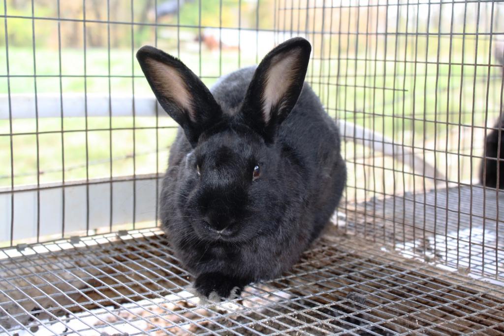 выращивание кроликов как бизнес