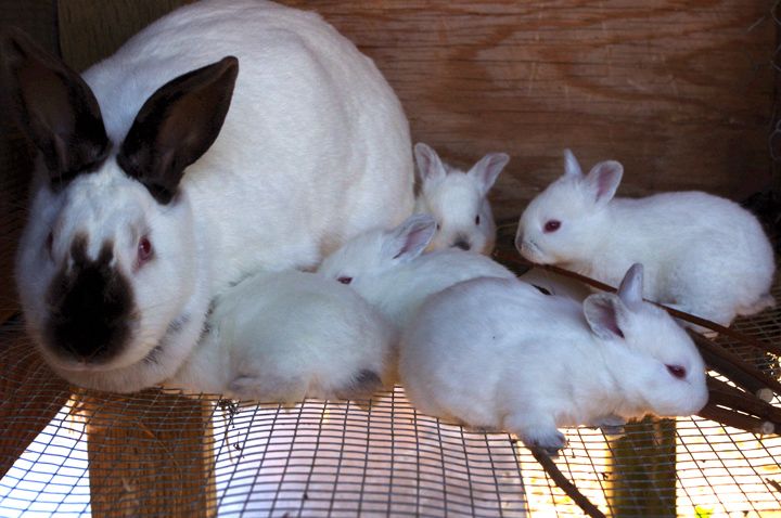 выращивание кроликов на мясо как бизнес