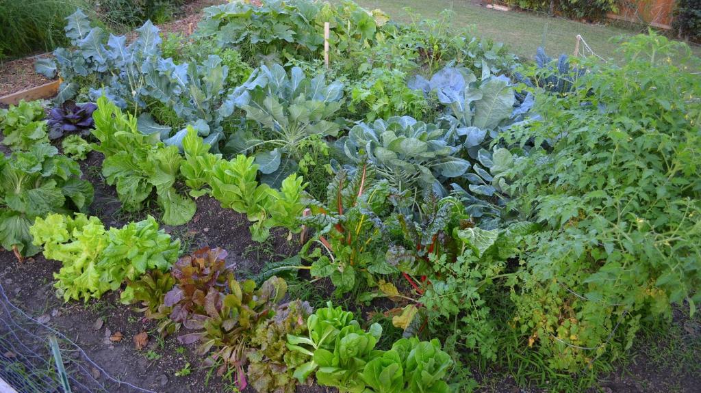 Выращивание зелени