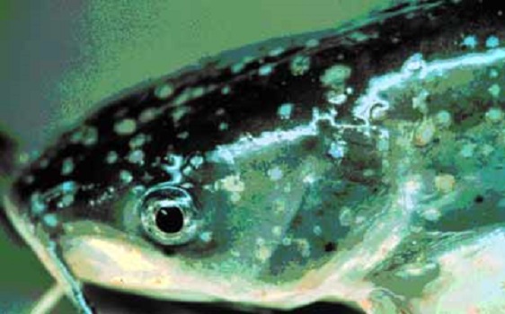 Заболевания рыбы в искусственных водоемах