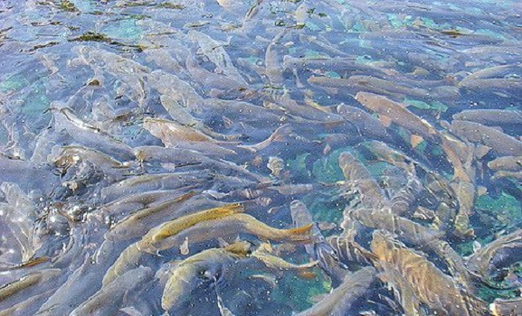 Разведение рыбы как бизнес