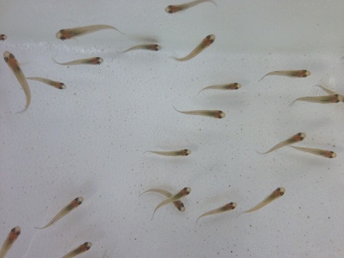 Мальки для разведения рыбы