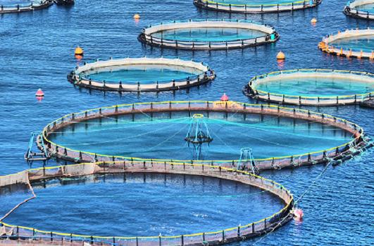 Садковый метод разведения рыбы