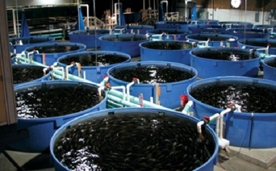 Разведение рыбы в бассейнах