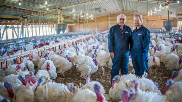 Индюки разведение содержание