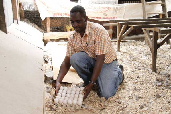 Условия разведения индюков