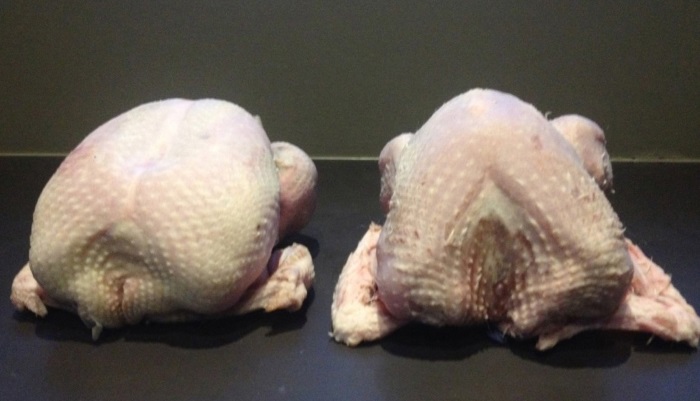 Индюк: уход, разведение