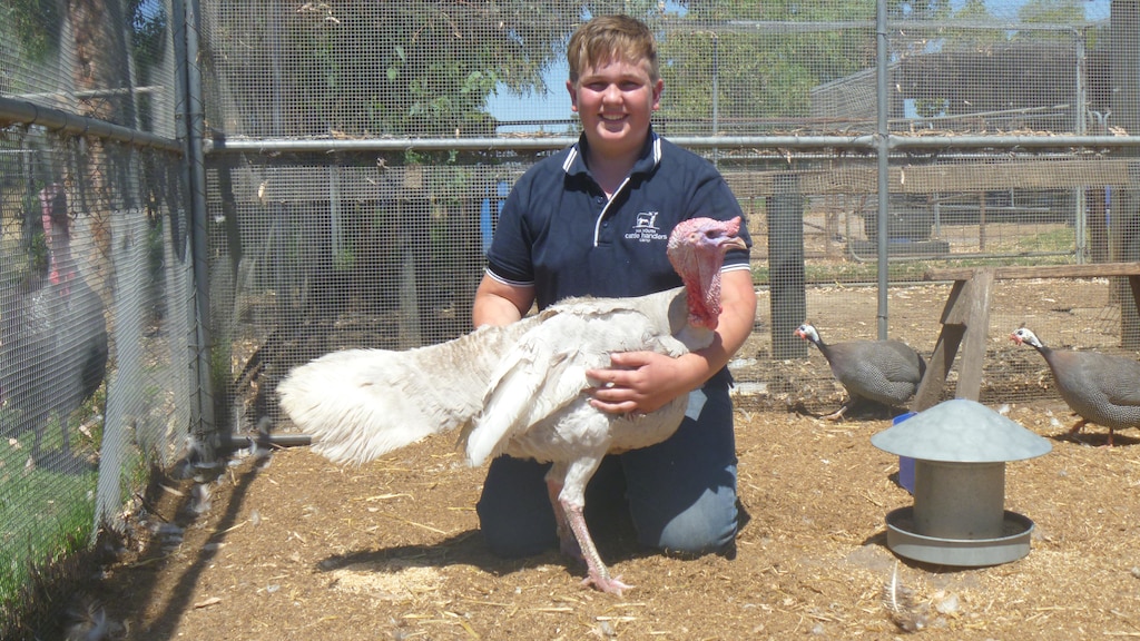Индюки: разведение содержание в домашних