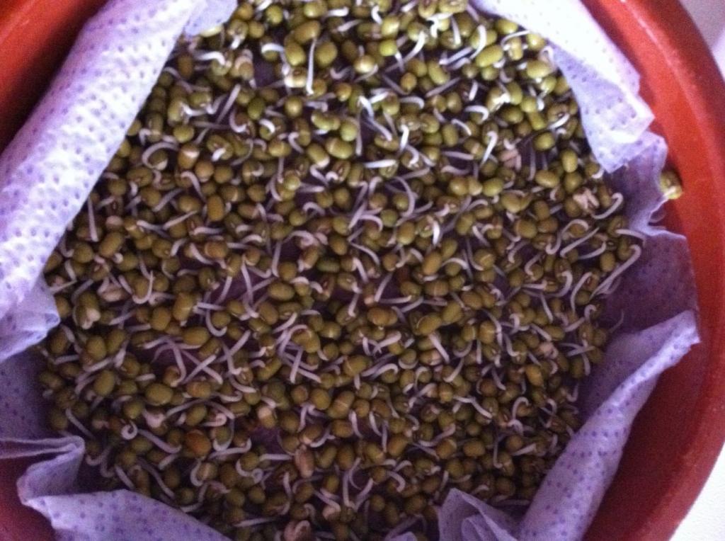 Первые ростки