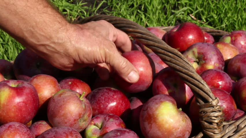 Сладкий сорт яблок.