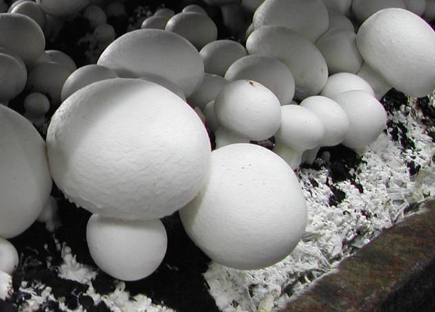 Как выращивают шампиньоны в промышленных масштабах