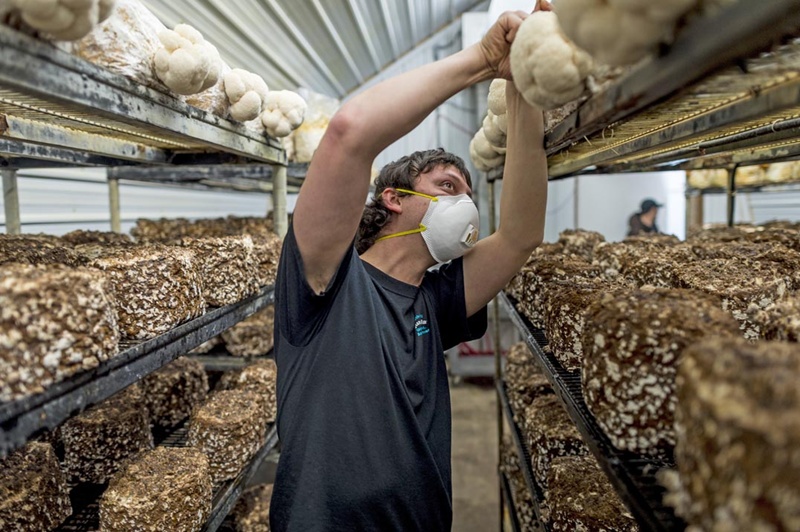 Грибоводство подробная технология выращивания шампиньонов