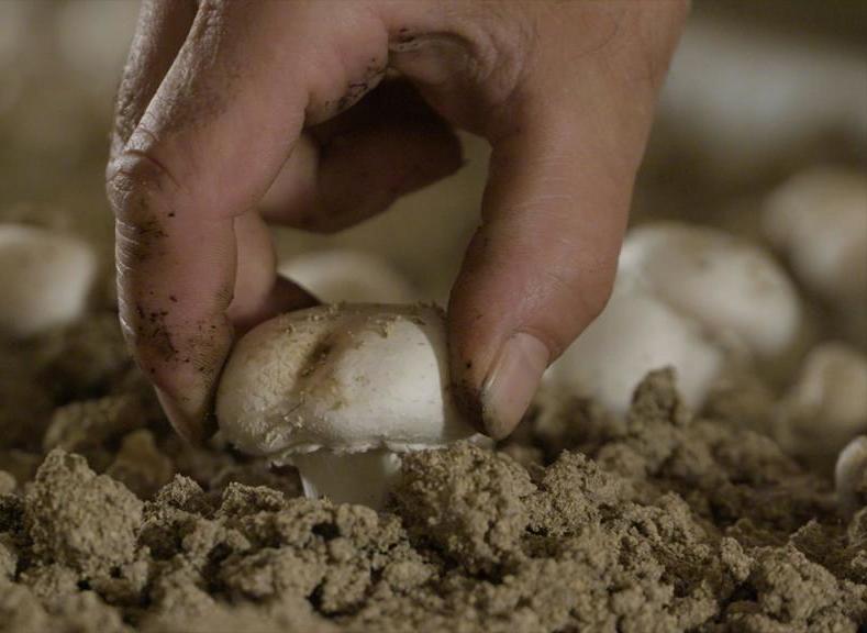 Мицелий шампиньоны технология выращивания