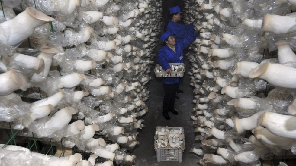 технология выращивания шампиньонов в голландии