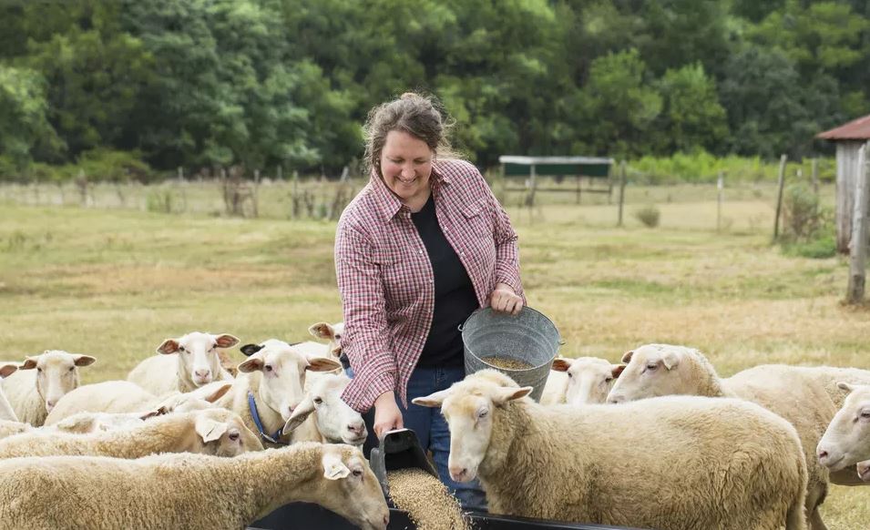 Выращивание баранов