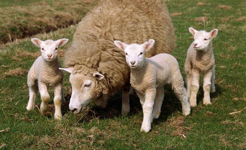 Молодые ягнята
