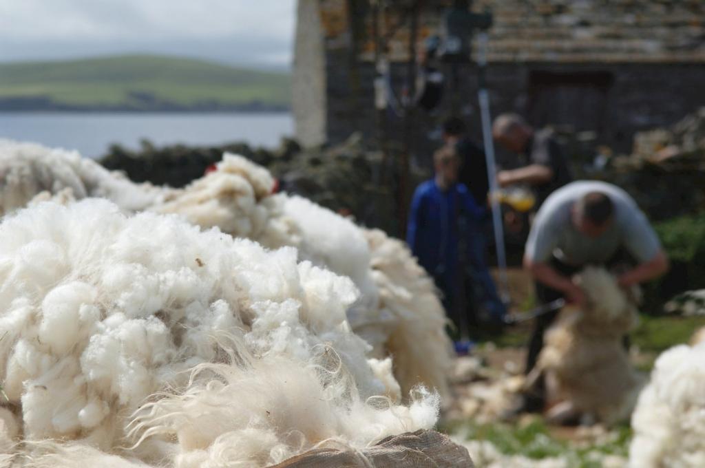 Шерсть барана