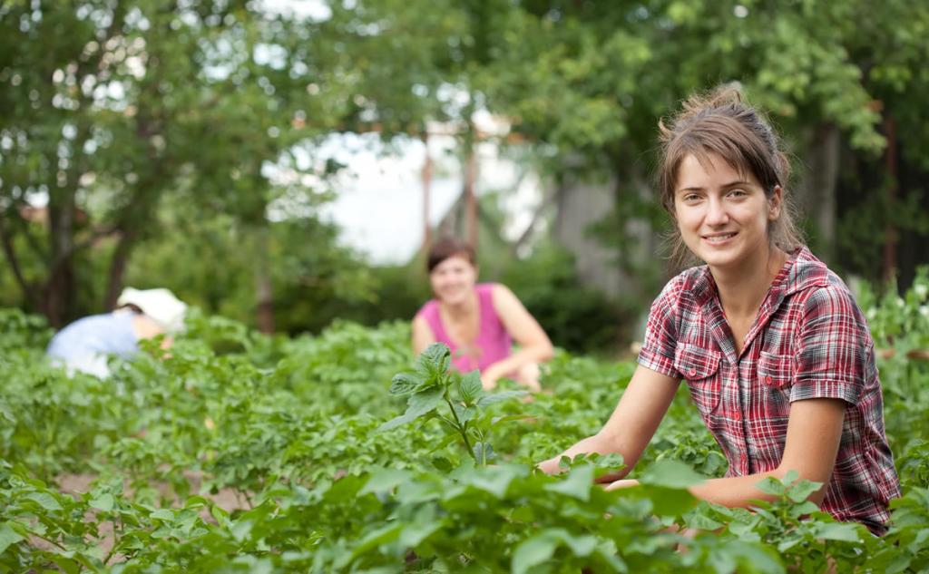 Девушки собирают урожай.