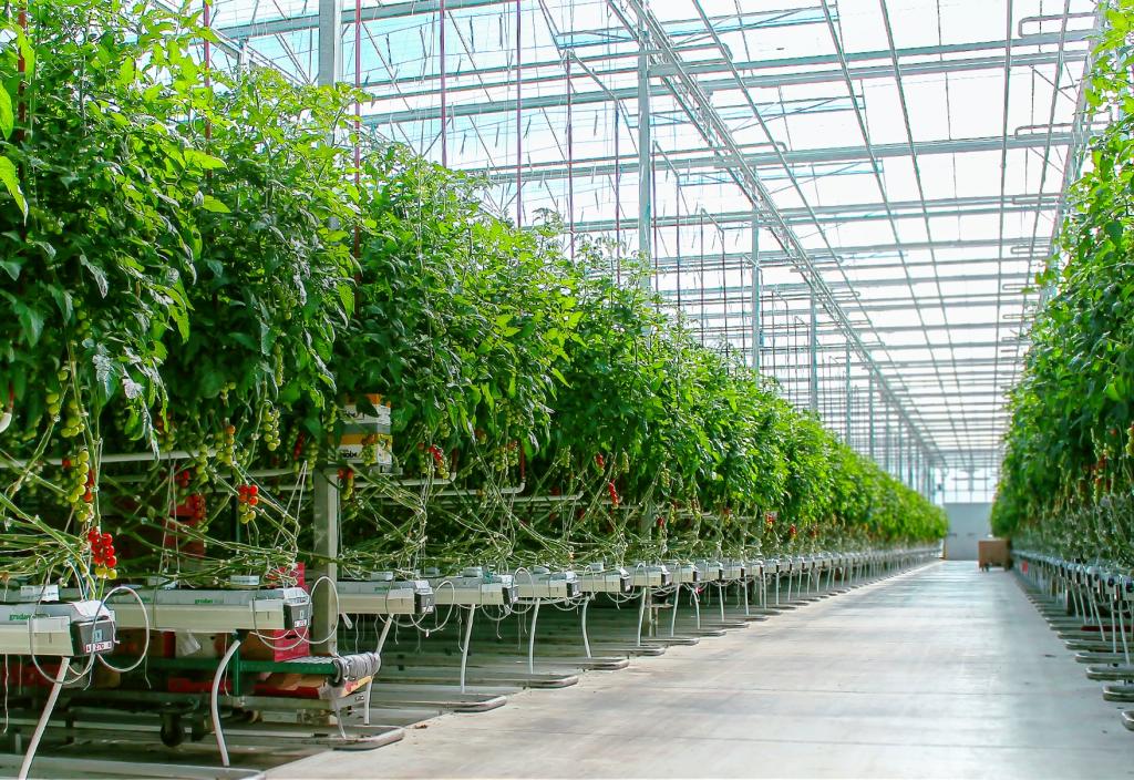 Теплица с зелеными культурами.