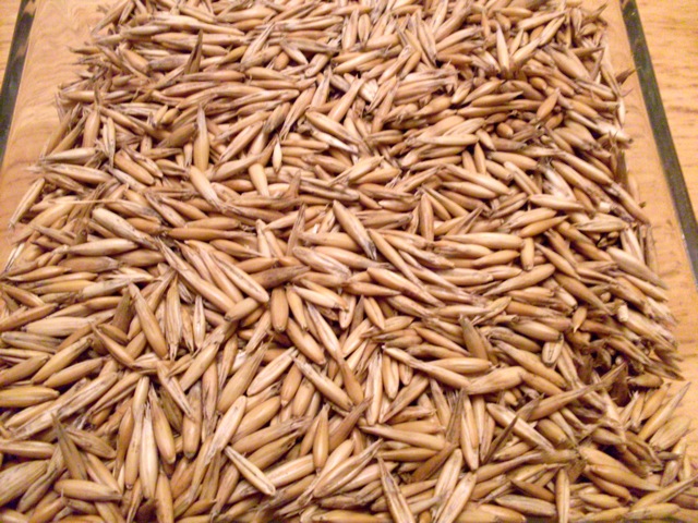 Семена овса для посева