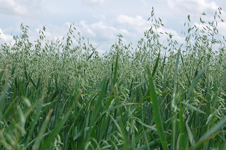 Норма посева овса