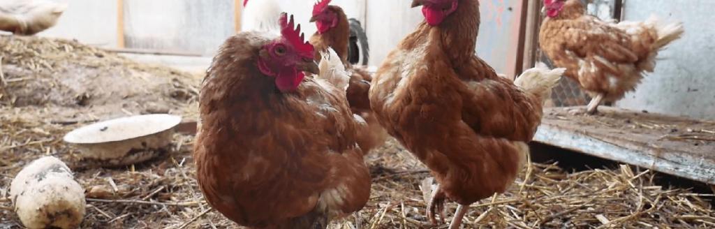 куры возле миски