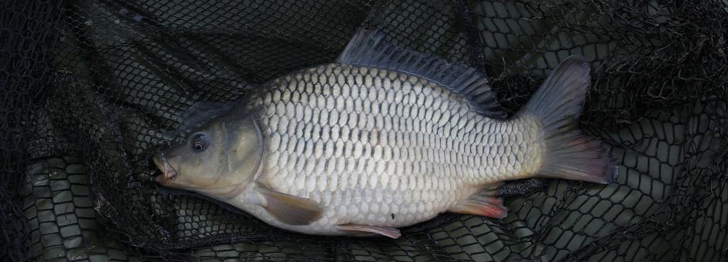 рыба карп