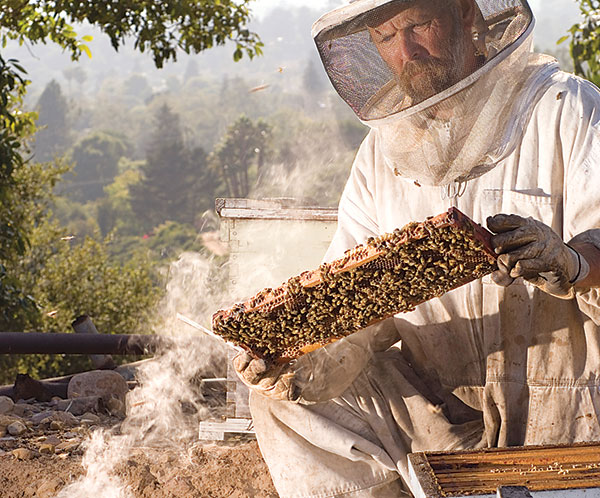 пасечник за работой