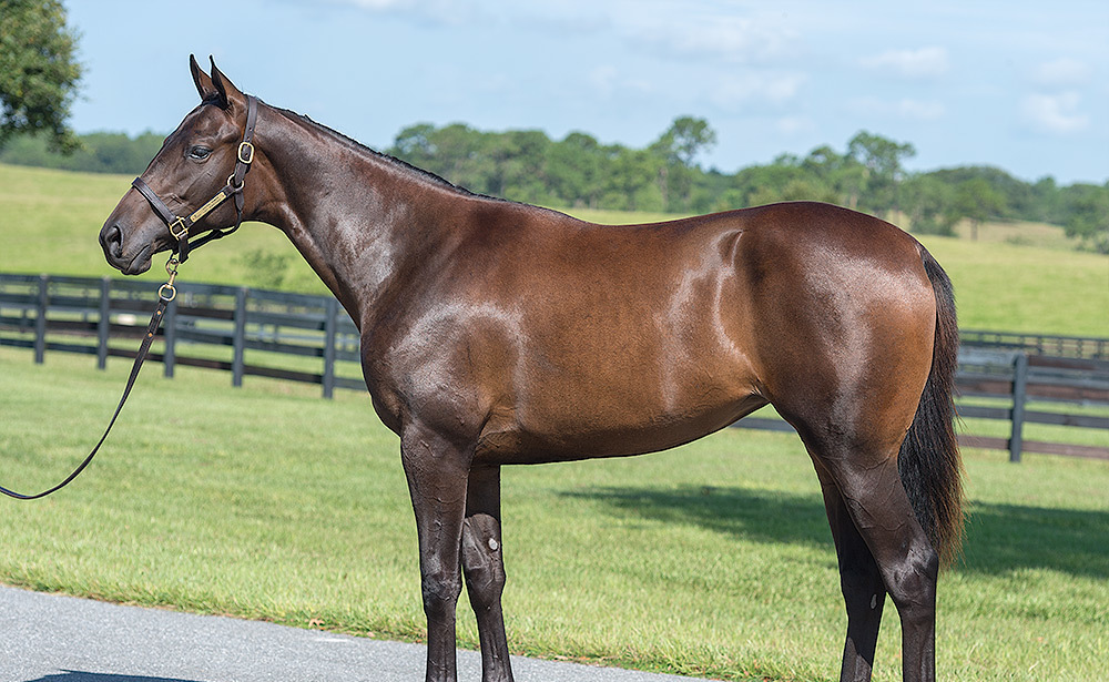 конь в загоне