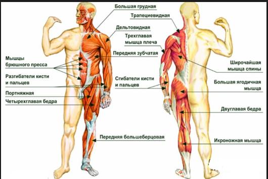 анатомия человека
