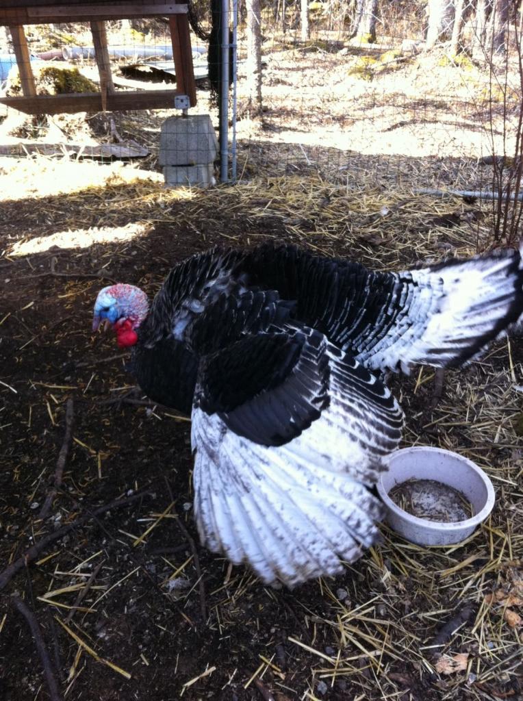 Как разводить индюков