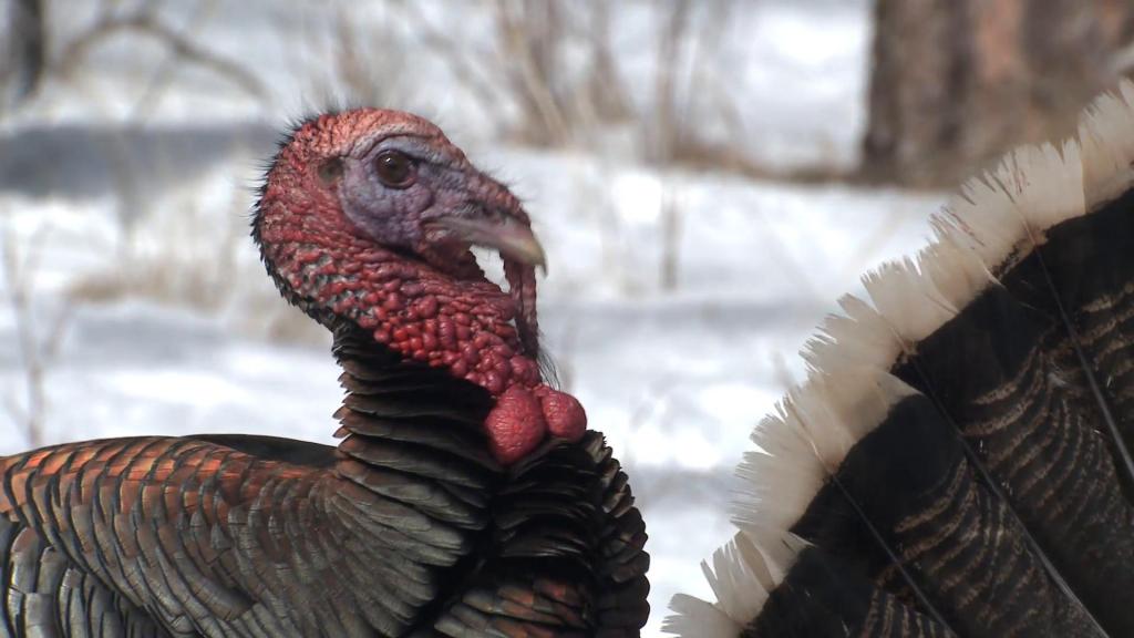 Как разводить индюков в домашних условиях