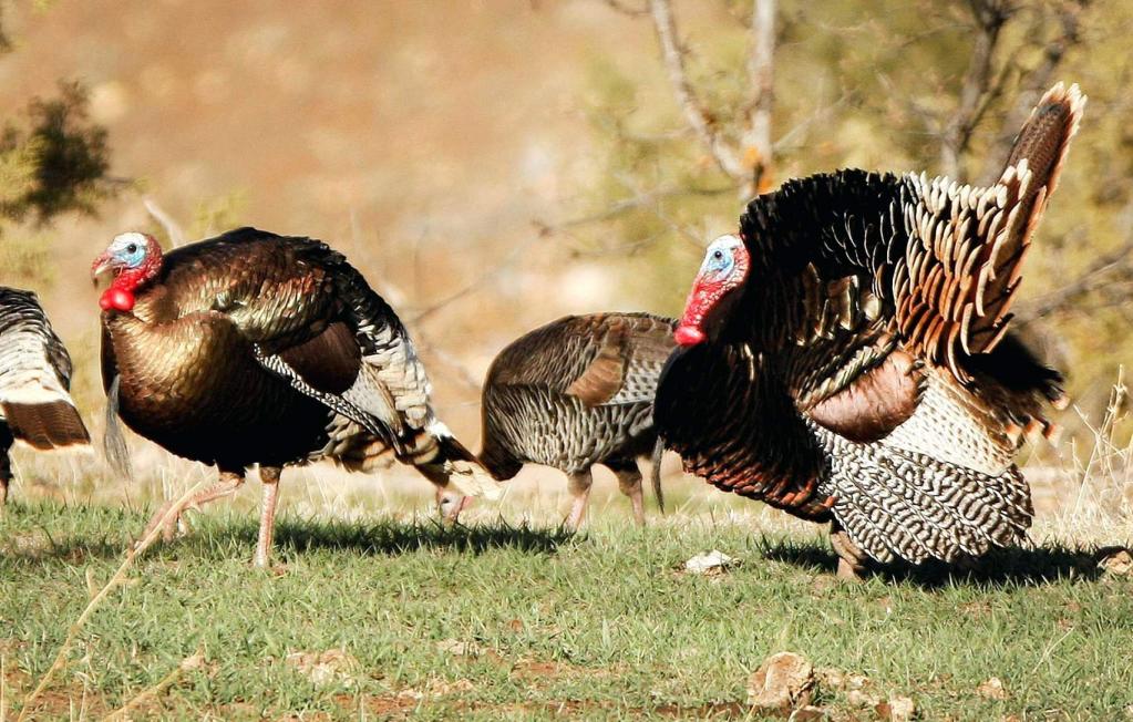 Ферма разведения индеек
