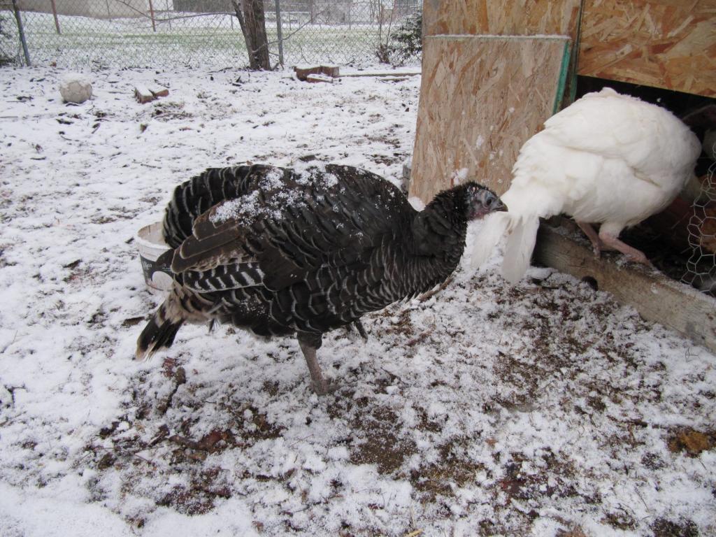 Разведение индюшек