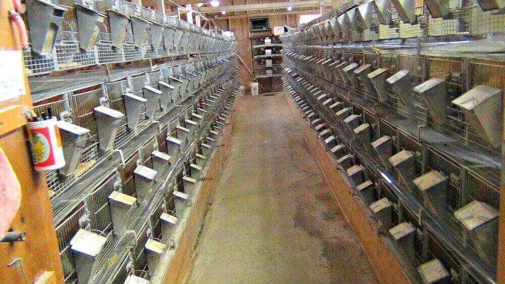 разведение шиншилл в домашних условиях для начинающих